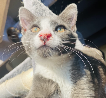 a reviewer photo of their cat's nose looking red and irritated 