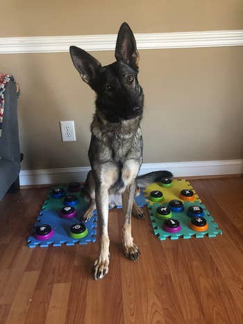 A reviewer's German Shepard sitting beside the buttons
