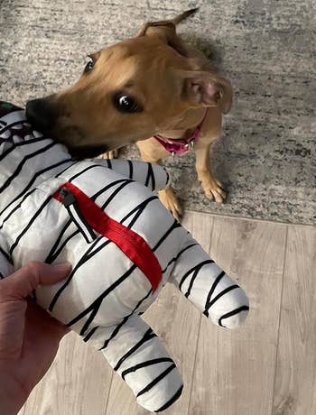 reviewer photo of a dog biting the mummy toy