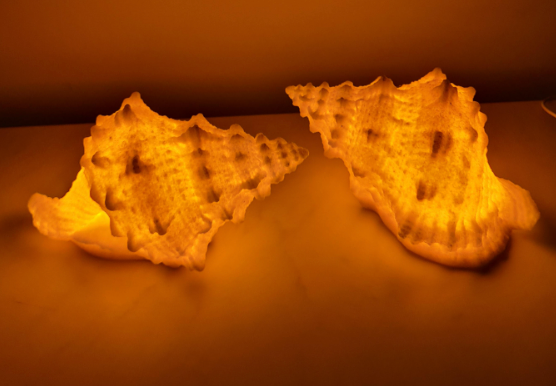 two shells glowing at night 
