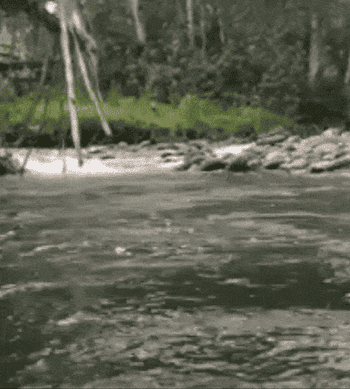 Reviewer gif of them lowering their phone into the river while inside the pouch