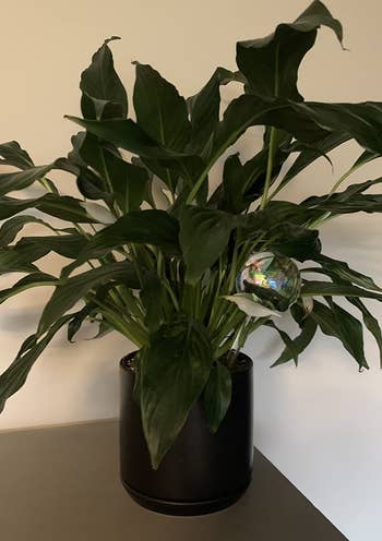A reviewer's globe in a Peace Lily plant