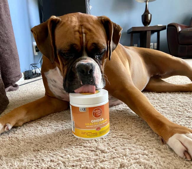 a reviewer's boxer licking the tub of omega-3s