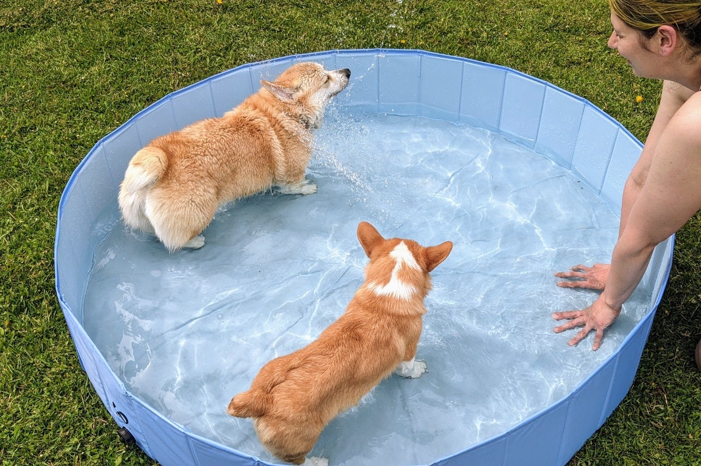 reviewer image of two corgis in the foldable swimming pool