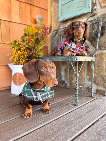 two small dogs wearing the coats in green and red plaid, respectively