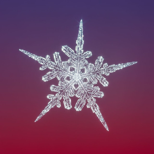 Pffj Snowflake furrydaisy467 on BuzzFeed