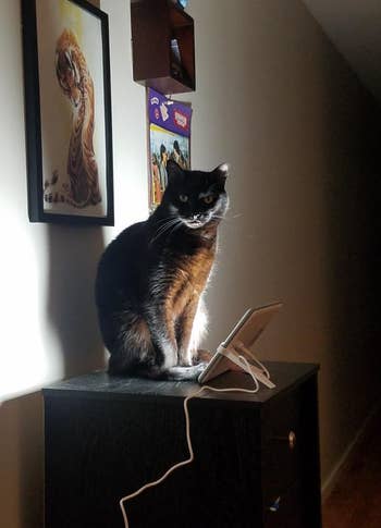 cat sitting next to the happylight, showing how bright its light is against the wall