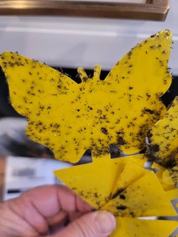 reviewer holding yellowish butterfly shaped alert catcher covered successful flies