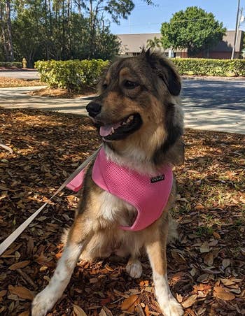 Reviewer image of large dog wearing product in pink with leash attached to the back loop 