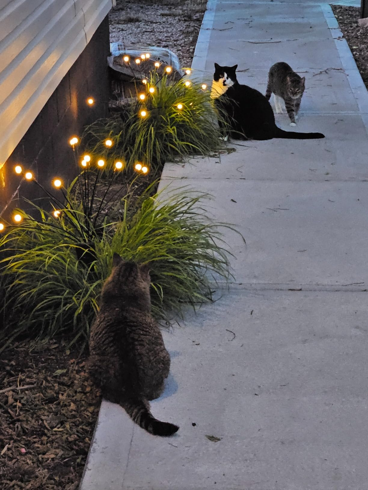 Three cats gather on a lit pathway