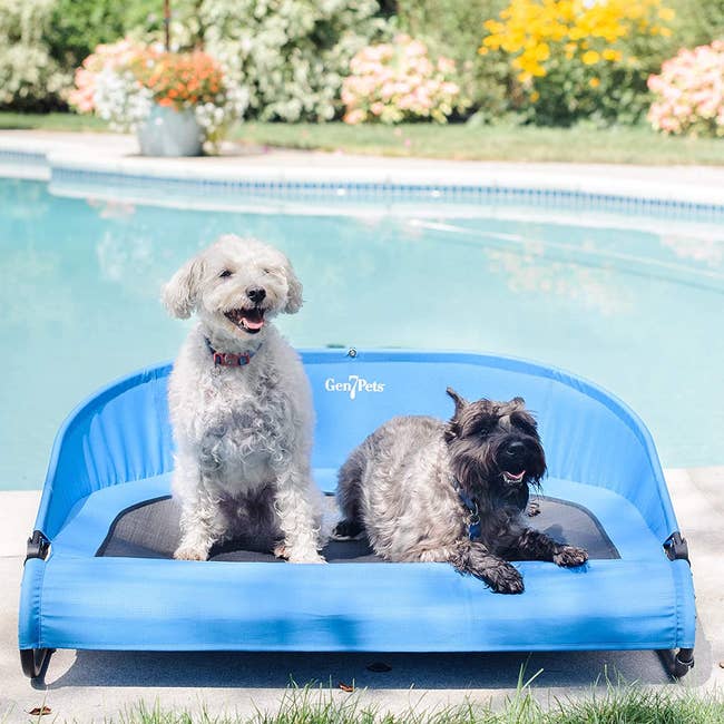 A white dog and a black dog sitting together on the blue cot