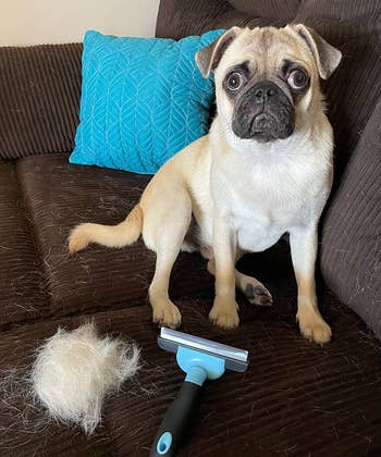 A dog sitting next to the tool and a pile of fur