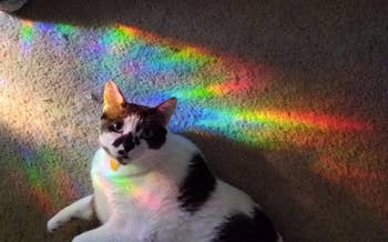A customer review photo of their cat laying in the rainbow sunlight
