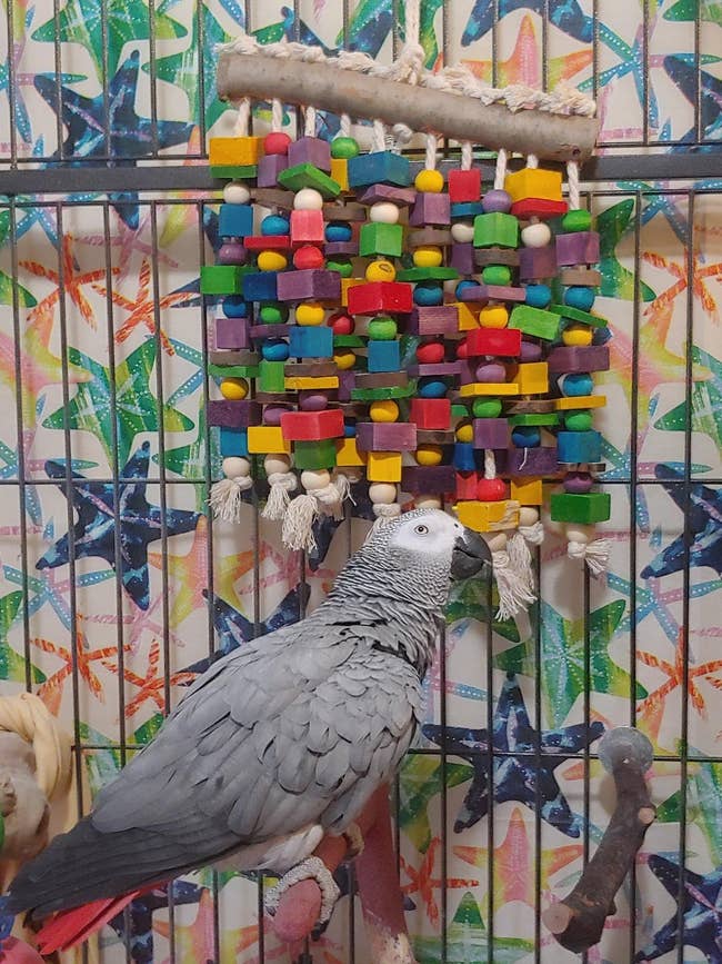 A grey parrot chewing on the rope at the bottom of the colorful chew toy