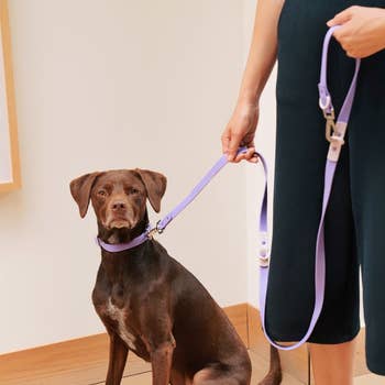 Person with a dog on a leash; focus on sleek leash and collar, possibly for sale. Dog not specified breed
