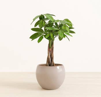 Potted money tree with braided trunk and lush leaves