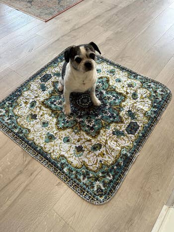 Small canine  sits connected  an intricately patterned rug connected  a woody  floor, looking up
