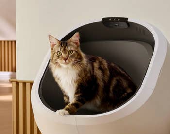 Cat sitting in a high-tech automatic litter box, demonstrating a modern pet cleaning solution