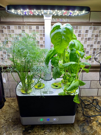 reviewer photo of the countertop herb garden in bloom