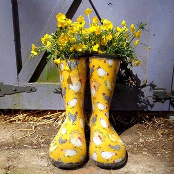 a pair of yellow rain boots with chickens on them and flower inside of them