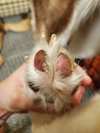 dog paw pads cracked and dry before using butter