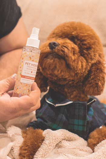 reviewer holding spray bottle next to their dog