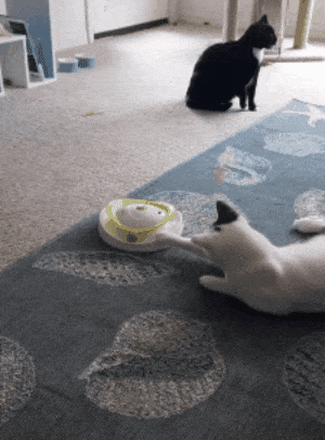 gif of reviewer's cat playing with butterfly spinner toy