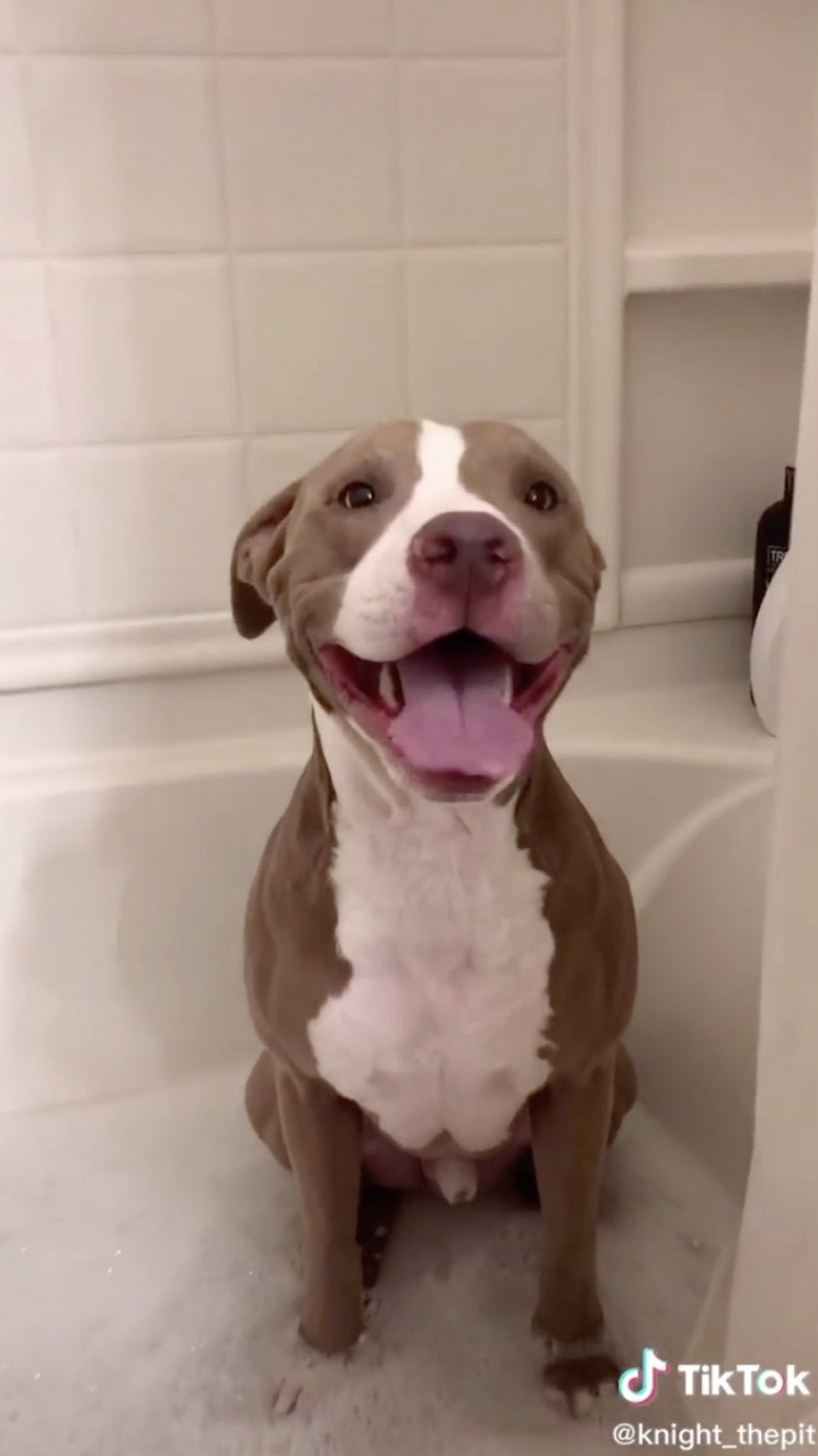 Pit Bulls On TikTok Who Are Dangerously Cute