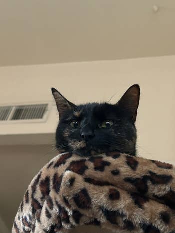 Cat resting connected a leopard-print blanket, looking down with a calm expression