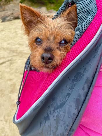 close up of another reviewer's pink sling with Yorkie inside