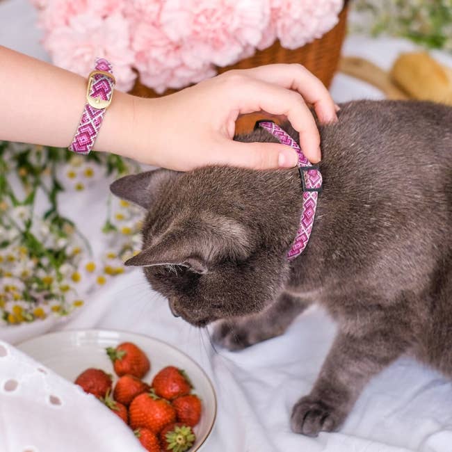 a cat wearing the friendship collar and a wrist with the matching bracelet