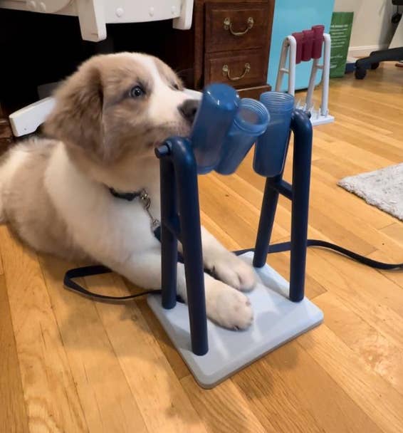 How to Make Puzzle Toys for Dogs: Easy DIY Fun & Brain Boosters