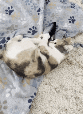 gif of BuzzFeeder's cat playing with the flopping fish toy