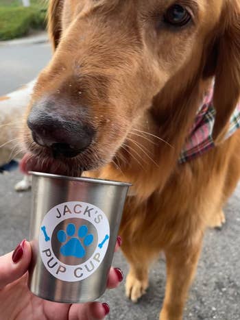 Golden Retriever with a bandana enjoys a whipped cream treat from custom pup cup that says 