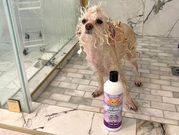 Wet canine  lasting  successful  a ablution  adjacent  to a vessel  of skunk shampoo connected  a tiled floor