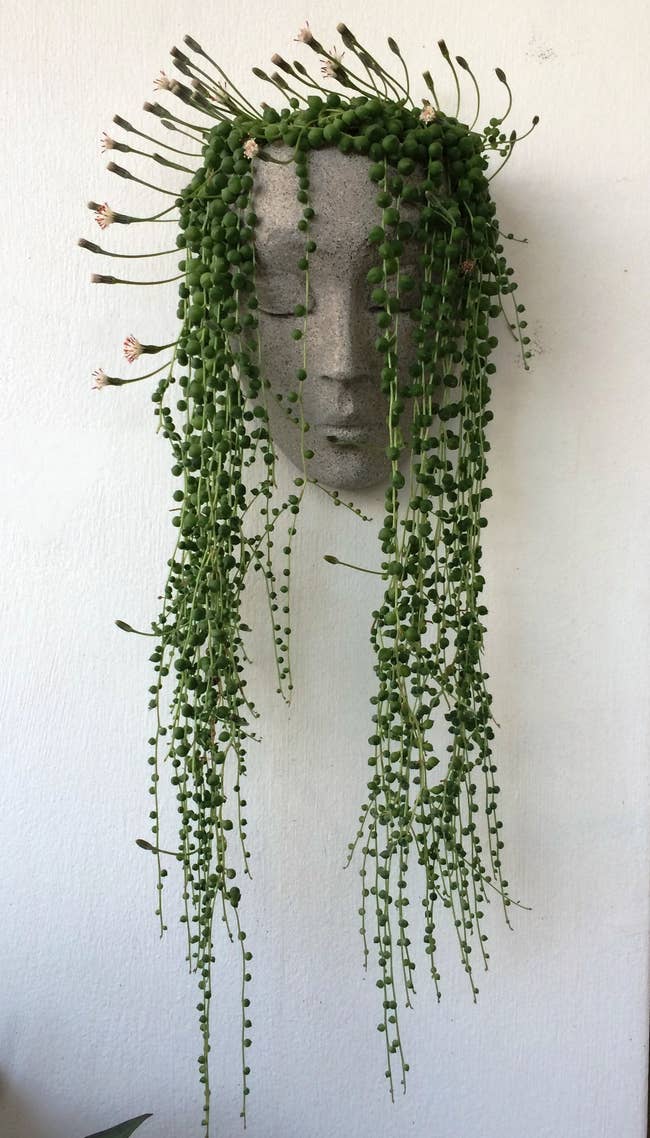 face like planter with long strands of plants coming out of it like hair