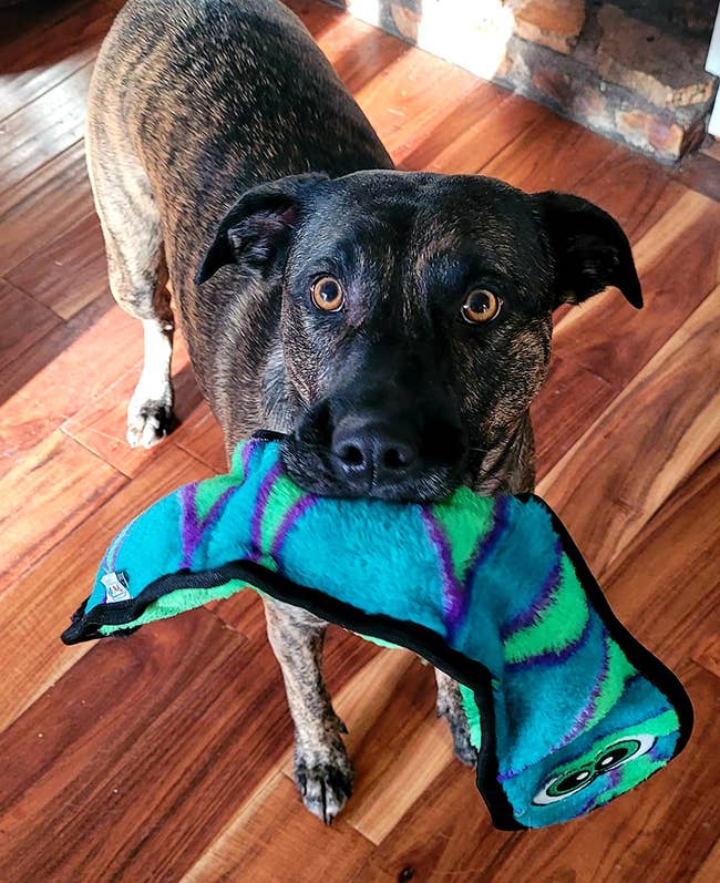 dog holding a blue and green snake toy in its mouth
