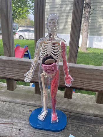 reviewer image of the miniature human body model
