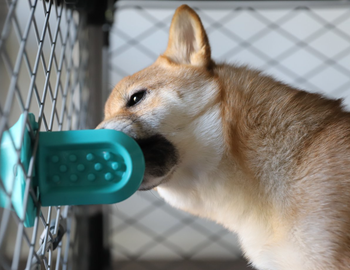 a dog licking the groov toy stuck through a crate