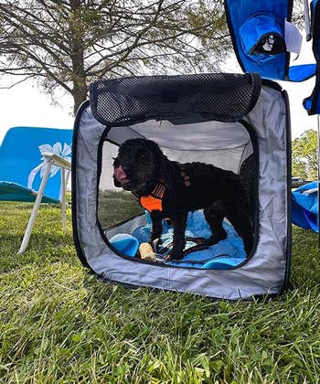 a reviewer photo of a dog inside the pop-up tent outside on grass 