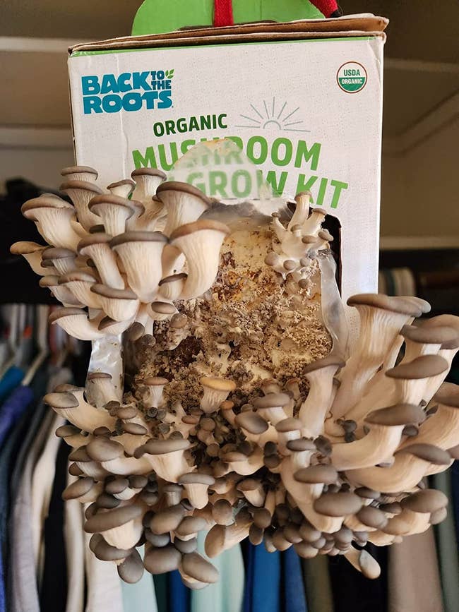 reviewer photo of dozens of mushrooms growing out of the box