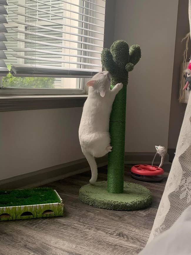 White cat stretching up a green cat tree, indoors near a window, with a pet bed and toy nearby. Ideal for cat exercise