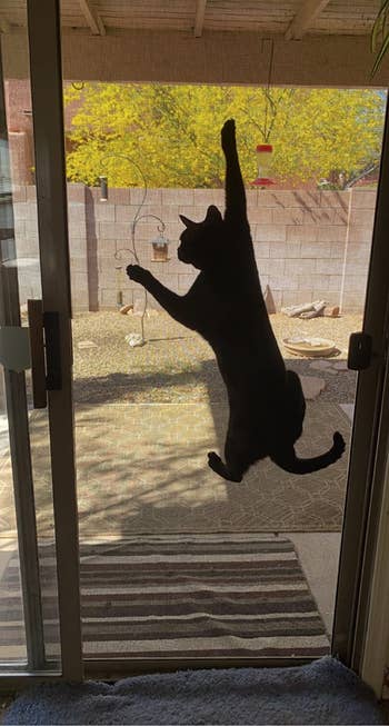 Reviewer's feline  hanging connected  the doorway  screen