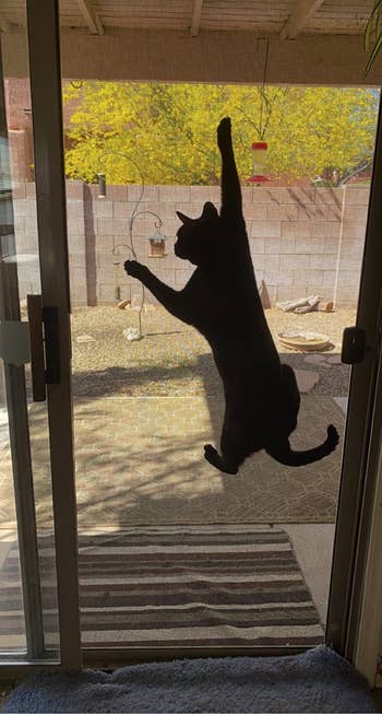 Reviewer's cat hanging on the door screen