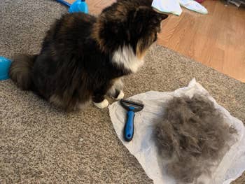 Cat sitting adjacent to a grooming brushwood and clump of fur connected the floor, suggesting a grooming session