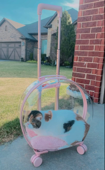 Cat in a see through pink-accented wheeled carrier 