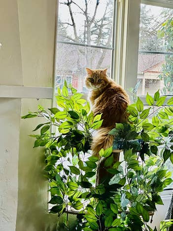 a reviewer's cat sitting on top of the tree tower
