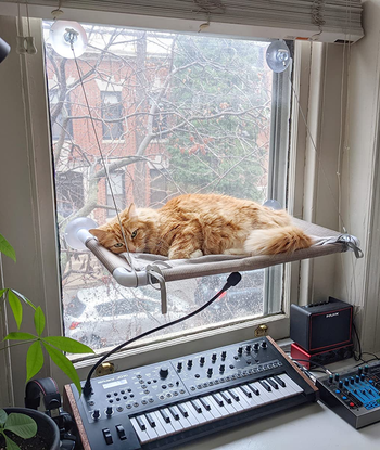 a cat napping on the window perch