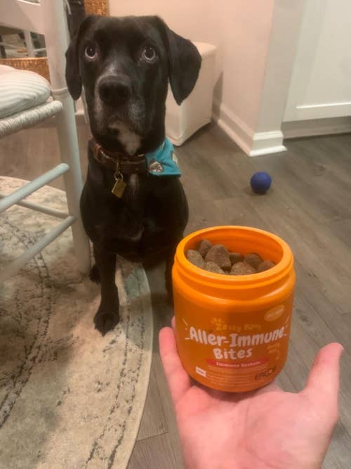 reviewer holding jar of chews in front of dog