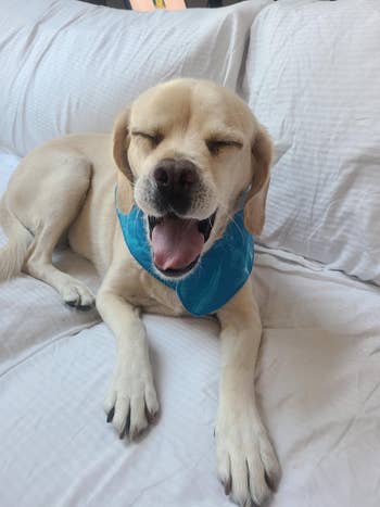 A Labrador retriever wearing a blue bib yawns while resting on a bed with white sheets
